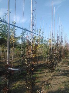 Fagus syl. 'Dawyck Purple' 8-10 cm met kluit geveerd - afbeelding 2