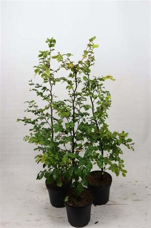 Fagus sylvatica 100-125 cm cont. 7,5L - afbeelding 1