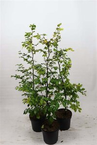 Fagus sylvatica 100-125 cm cont. 7,5L - afbeelding 1