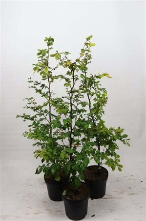 Fagus sylvatica 100-125 cm cont. 7,5L - afbeelding 2