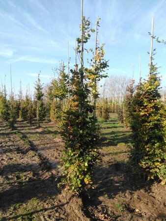 Fagus sylvatica 10-12 cm wortelgoed geveerd - afbeelding 7