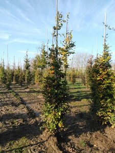 Fagus sylvatica 10-12 cm wortelgoed geveerd - afbeelding 7