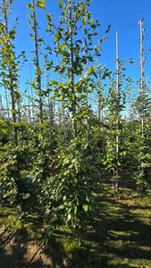 Fagus sylvatica 10-12 cm wortelgoed geveerd - afbeelding 9