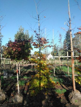 Fagus sylvatica 12-14 cm draadkluit geveerd 2 X verplant - afbeelding 2