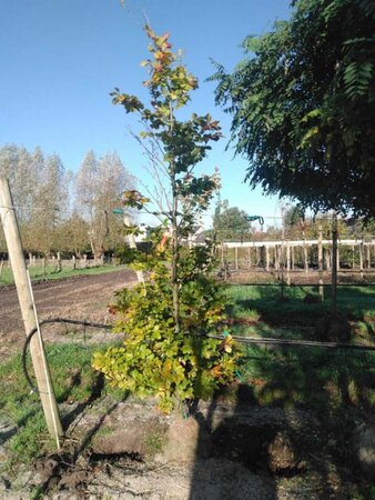 Fagus sylvatica 12-14 cm draadkluit geveerd 2 X verplant - afbeelding 1