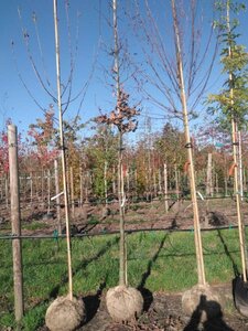 Fagus sylvatica 12-14 Hoogstam draadkluit 2 X verplant - afbeelding 1