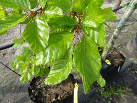 Fagus sylvatica 12-14 Hoogstam draadkluit 2 X verplant - afbeelding 2