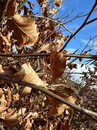 Fagus sylvatica 12-14 Hoogstam draadkluit 2 X verplant - afbeelding 3