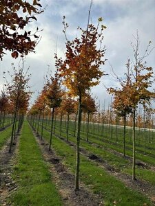 Fagus sylvatica 12-14 Hoogstam draadkluit 2 X verplant - afbeelding 4