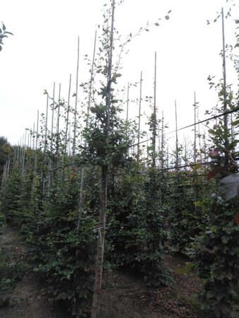 Fagus sylvatica 12-14 Hoogstam wortelgoed 2 X verplant - afbeelding 5