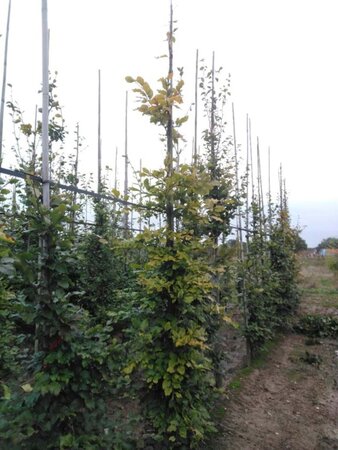 Fagus sylvatica 12-14 cm wortelgoed geveerd 2 X verplant - afbeelding 2