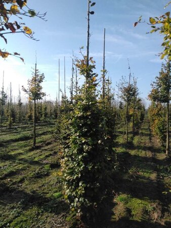 Fagus sylvatica 12-14 cm wortelgoed geveerd 2 X verplant - afbeelding 3