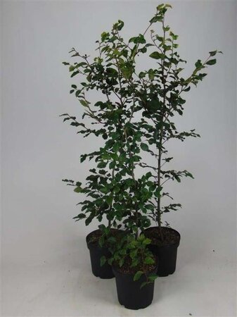 Fagus sylvatica 125-150 cm cont. 7,5L - afbeelding 2