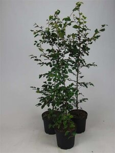 Fagus sylvatica 125-150 cm cont. 7,5L - afbeelding 1