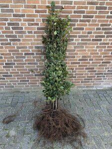 Fagus sylvatica 125-150 cm wortelgoed 3 jarig verplante zaailin - afbeelding 1