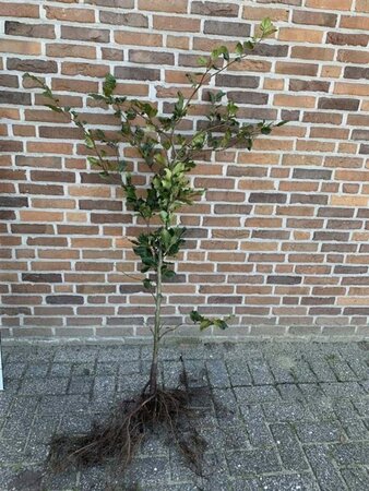 Fagus sylvatica 125-150 cm wortelgoed 3 jarig verplante zaailin - afbeelding 2