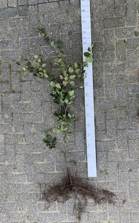 Fagus sylvatica 125-150 cm wortelgoed 3 jarig verplante zaailin - afbeelding 3