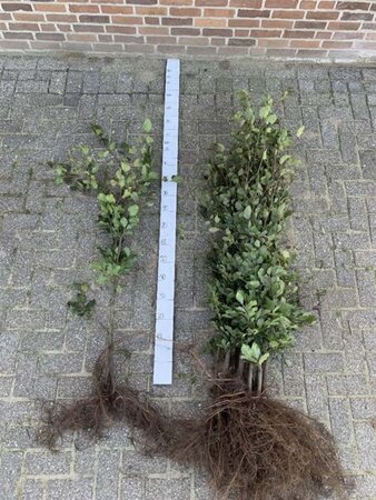 Fagus sylvatica 125-150 cm wortelgoed 3 jarig verplante zaailin - afbeelding 5