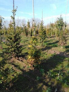 Fagus sylvatica 125-150 cm wortelgoed geveerd