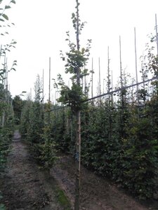 Fagus sylvatica 14-16 Hoogstam wortelgoed 2 X verplant - afbeelding 5