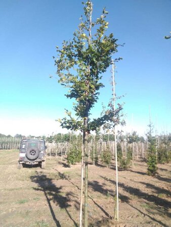 Fagus sylvatica 14-16 Hoogstam wortelgoed 2 X verplant - afbeelding 1