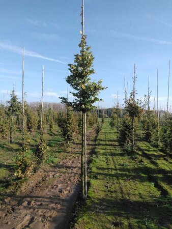 Fagus sylvatica 14-16 Hoogstam wortelgoed 2 X verplant - afbeelding 2