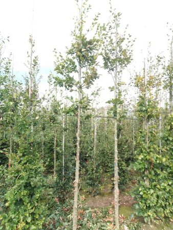 Fagus sylvatica 14-16 Hoogstam wortelgoed 2 X verplant - afbeelding 4