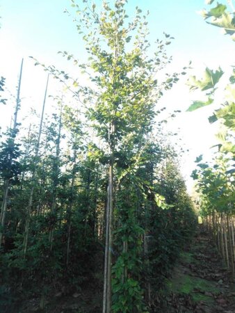 Fagus sylvatica 14-16 Hoogstam wortelgoed 2 X verplant - afbeelding 3