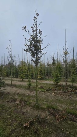 Fagus sylvatica 14-16 cm wortelgoed geveerd 3 X verplant - afbeelding 3