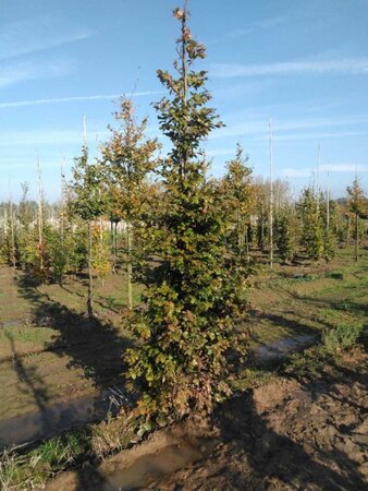 Fagus sylvatica 14-16 cm wortelgoed geveerd 3 X verplant - afbeelding 1