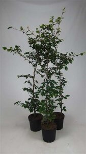 Fagus sylvatica 150-175 cm cont. 7,5L - afbeelding 2