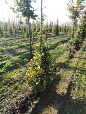 Fagus sylvatica 150-175 cm wortelgoed geveerd - afbeelding 1