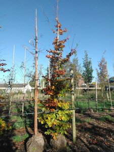 Fagus sylvatica 16-18 cm draadkluit geveerd 3 X verplant