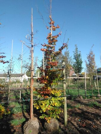 Fagus sylvatica 16-18 cm WRB feathered 3 X V