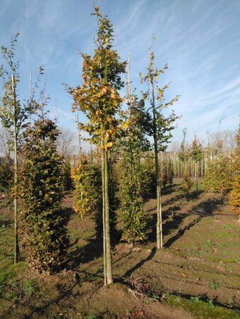 Fagus sylvatica 16-18 Hoogstam draadkluit 3 X verplant - afbeelding 1