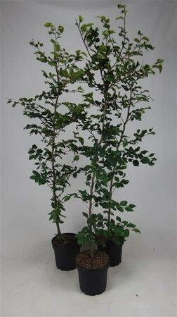 Fagus sylvatica 175-200 cm cont. 7,5L - afbeelding 2