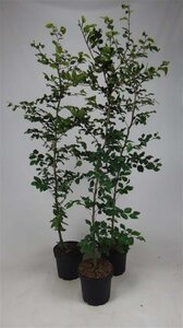 Fagus sylvatica 175-200 cm cont. 7,5L - afbeelding 1