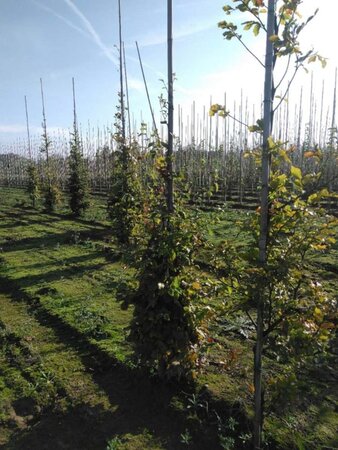 Fagus sylvatica 175-200 cm wortelgoed geveerd - afbeelding 4