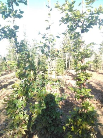 Fagus sylvatica 175-200 cm wortelgoed geveerd - afbeelding 1