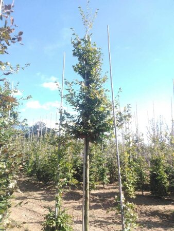 Fagus sylvatica 18-20 Hoogstam draadkluit 3 X verplant - afbeelding 1