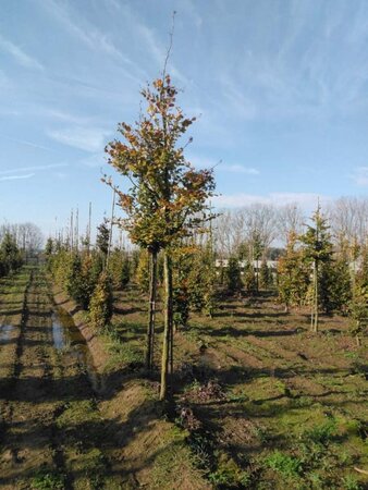 Fagus sylvatica 18-20 Hoogstam draadkluit 3 X verplant - afbeelding 2