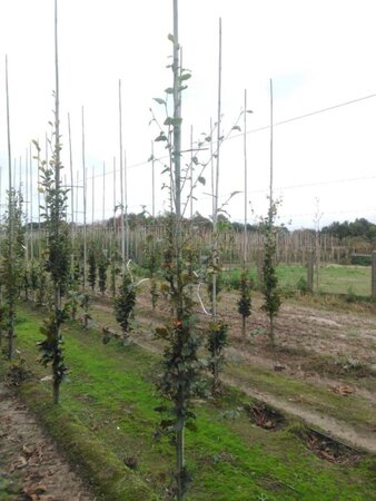 Fagus sylvatica 200-250 cm wortelgoed geveerd - afbeelding 6