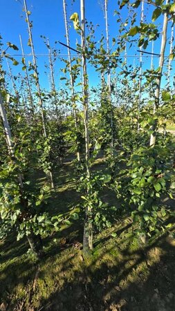 Fagus sylvatica 200-250 cm wortelgoed geveerd - afbeelding 5