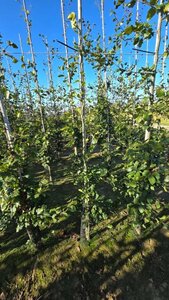 Fagus sylvatica 200-250 cm wortelgoed geveerd - afbeelding 5