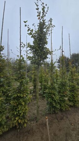 Fagus sylvatica 20-25 cm WRB feathered Single