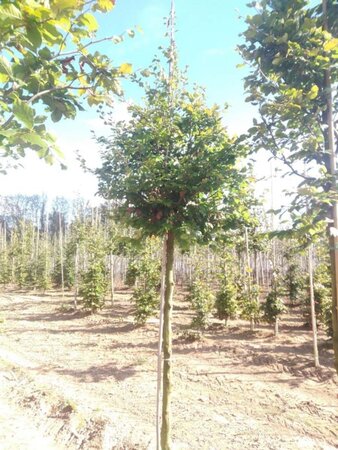 Fagus sylvatica 20-25 Hoogstam draadkluit 3 X verplant - afbeelding 1