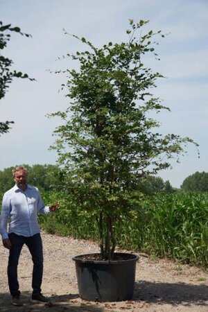 Fagus sylvatica 300-350 cm cont. 285L meerstammig - afbeelding 2