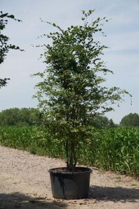 Fagus sylvatica 300-350 cm cont. 285L multi-stem - image 1