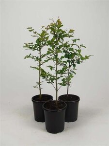 Fagus sylvatica 40-60 cm cont. 2,5L - afbeelding 4