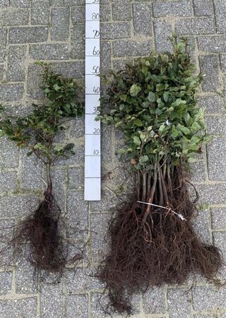 Fagus sylvatica 40-60 cm wortelgoed 3 jarig verplante zaailin - afbeelding 1